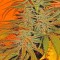 Семена сорта BubbleGummer fem (Female Seeds)