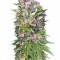 Семена сорта Red Purps fem (Female Seeds)