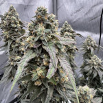 blue-sunset-sherbert-fem-barneys-farm.jpg