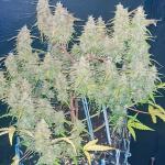 gorilla-berry-auto-fem-Semyanich.jpg