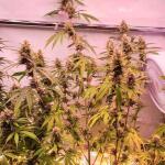 grand-gorilla-purple-auto-fem-Semyanich.jpg