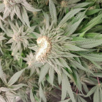 golosa-fem-delicious-seeds.jpg
