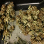 poddy-mouth-fem-humboldt-seed-company.jpg