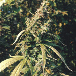 sweet-skunk-auto-fem-sweet-seeds.jpg