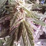 whiskey-zulu-auto-fem-7ch-american.jpg
