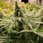 grandaddy-purple-fem-blimburn-seeds.jpg