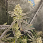 slightly-stoopid-fruits-fem-humboldt-seed-company.jpg