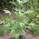 auto-white-widow-fem-victory-seeds.jpg