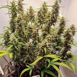 gorilla-berry-auto-fem-Semyanich.jpg
