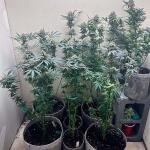 mac-n-jack-r1-fem-ethos-genetics.jpg
