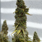 strawberry-amnesia-fem-herbies-seeds.jpg