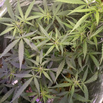 auto-gorilla-fem-00-seeds.jpg