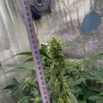 whiskey-zulu-auto-fem-7ch-american.jpeg