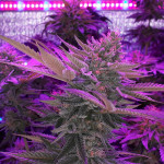 gorilla-glue-4-fem-anesia-seeds.jpg