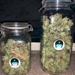 trainwreck-fast-version-fem-seedkeepers.jpg
