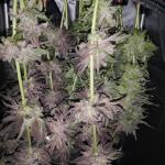 peyote-cookies-fem-barneys-farm.jpg
