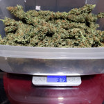 blue-sunset-sherbert-fem-barneys-farm.jpg