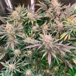gorilla-glue-4-fem-blimburn-seeds.jpg