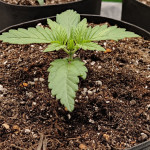 sweet-pure-cbd-fem-sweet-seeds.jpg