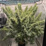 whiskey-zulu-auto-fem-7ch-american.jpeg
