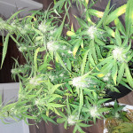 automaria-ii-fem-paradise-seeds.jpg