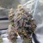 unknown-kush-desconocida-kush-fem-delicious-seeds.jpg