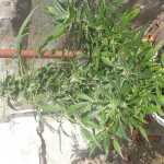 jack-47-auto-sweet-seeds.jpg