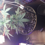lowryder-auto-fem-vision-seeds.jpg