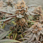 poddy-mouth-fem-humboldt-seed-company.jpg