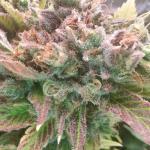 sour-strawberry-fem-barneys-farm.jpg