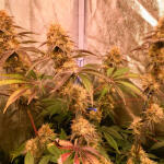 poddy-mouth-fem-humboldt-seed-company.jpg