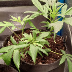 auto-white-widow-fem-pyramid-seeds.jpg