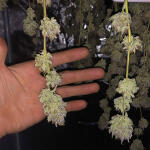 blueberry-muffin-fem-humboldt-seed-company.jpg