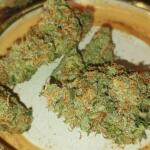 nuggz-r1-fem-ethos-genetics.jpg