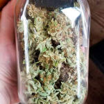 quarter-pounder-autoflower-fem-easy-grow-seeds.jpg