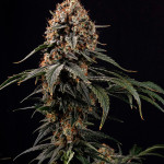 amnesia-lemon-fem-barneys-farm.jpg