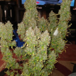 fully-loaded-auto-fem-heavyweight-seeds.jpg