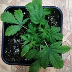 killer-kush-f1-fast-version-sweet-seeds.jpg