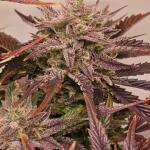 lemon-cherry-gelato-auto-r3-fem-ethos-genetics.jpg