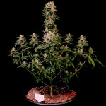 sweet-zenzation-xl-auto-fem-sweet-seeds.jpg