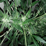 jack-47-auto-sweet-seeds.jpg