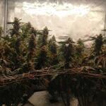 peyote-cookies-fem-barneys-farm.jpg
