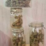 grand-gorilla-purple-auto-fem-Semyanich.jpg