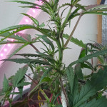 six-shooter-auto-fem-fastbuds.jpg