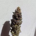 unknown-kush-desconocida-kush-fem-delicious-seeds.jpg