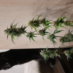 wedding-cake-auto-fem-barneys-farm.jpg