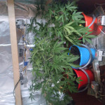 autoflowering-mix-fem-00-seeds.jpg