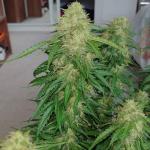 critical-kush-auto-critical-rapido-auto-fem-barneys-farm.jpg