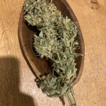 jealousy-z-xl-auto-fem-sweet-seeds.jpg