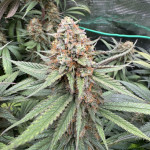 lemon-cherry-gelato-fem-barneys-farm.jpg
